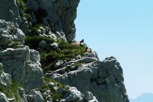 Camoscio d''Abruzzo Rupicapra pyrenaica ornata